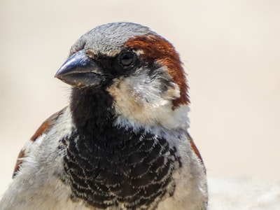 Spring bird