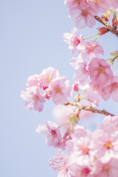 Cherry blossom